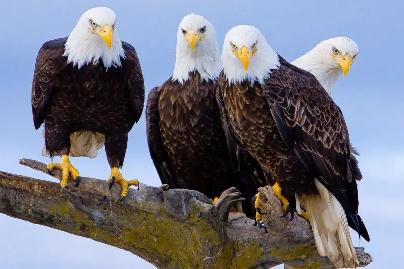 10 Characteristics of Eagles