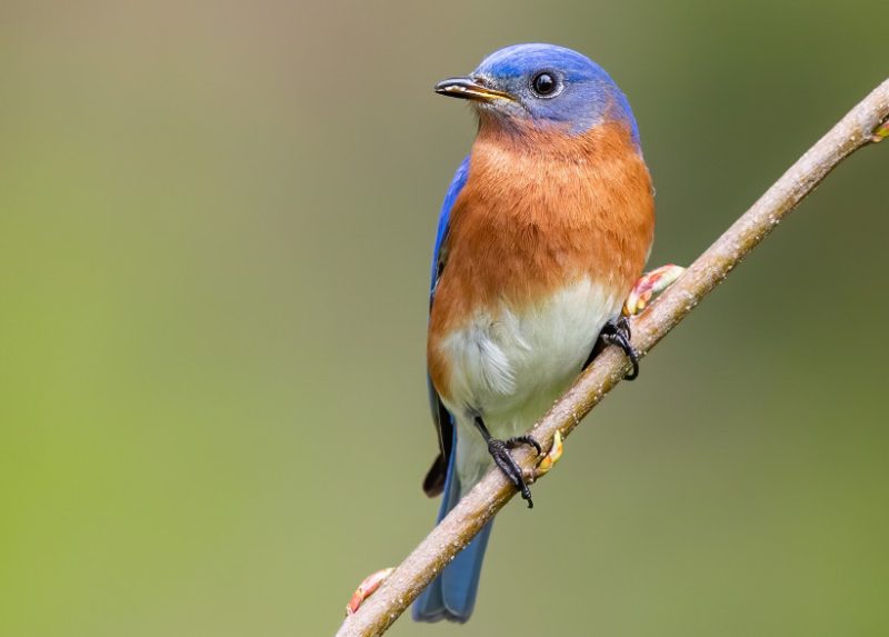 Common Birds in Iowa