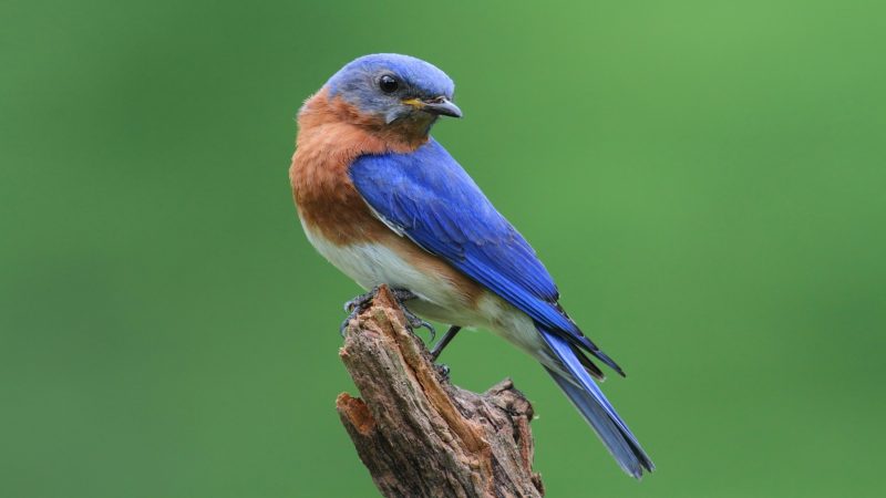 eastern-bluebird-sialia-sialis-1-800x450-2-1 Blue Birds in New Jersey