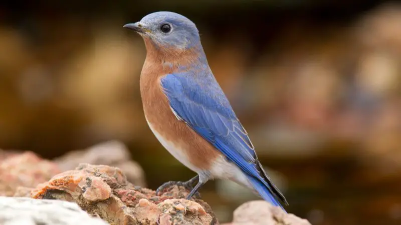 eastern-bluebird-sialia-sialis-800x450-1-7 Backyard Birds in South Carolina