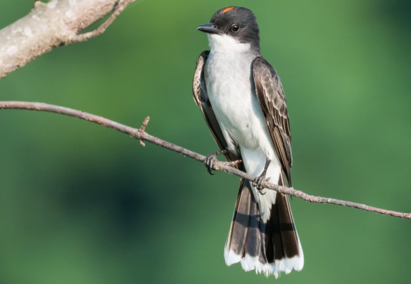 eastern-kingbird-1-800x553-1-1 Common Birds in Indiana