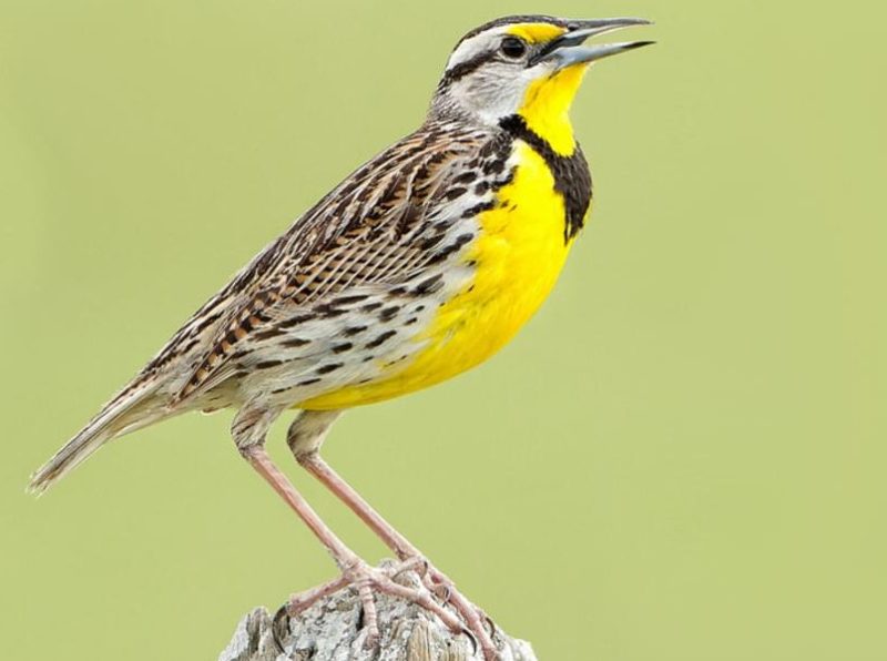 eastern-meadowlark-800x596-1-1 Common Birds in Indiana