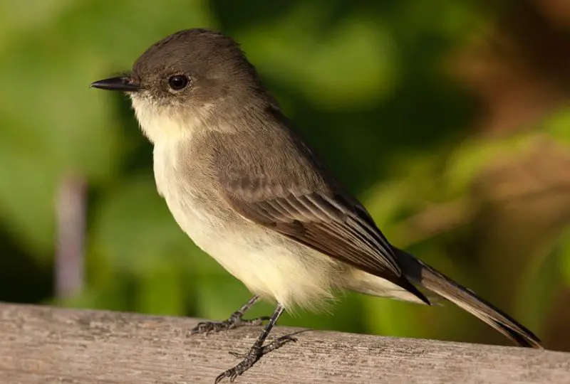 Common Birds in Iowa