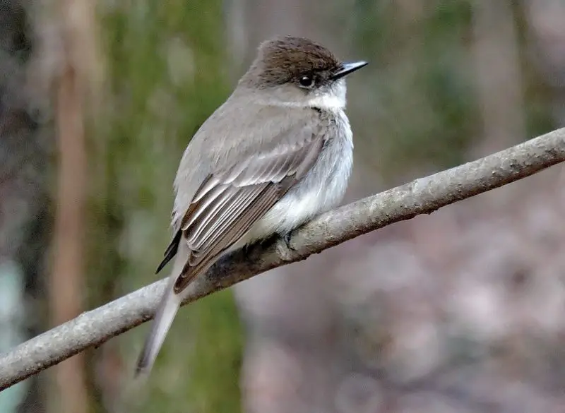 Common Birds in Oklahoma