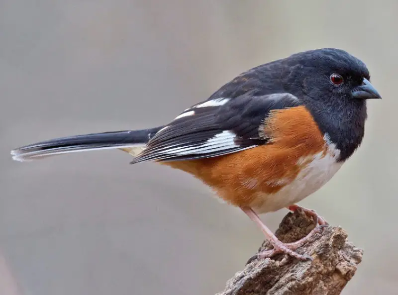Common Birds in Iowa