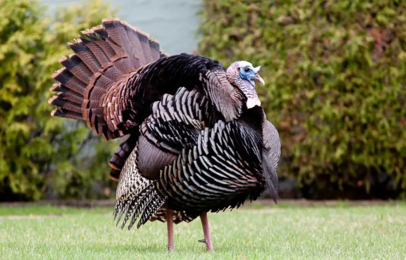 Common Birds in Oklahoma