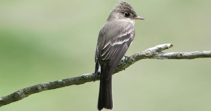 eastern-wood-pewee-800x423-1 Common Birds in Pennsylvania
