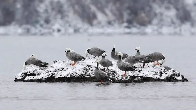 Emperor Goose (Anser canagicus)