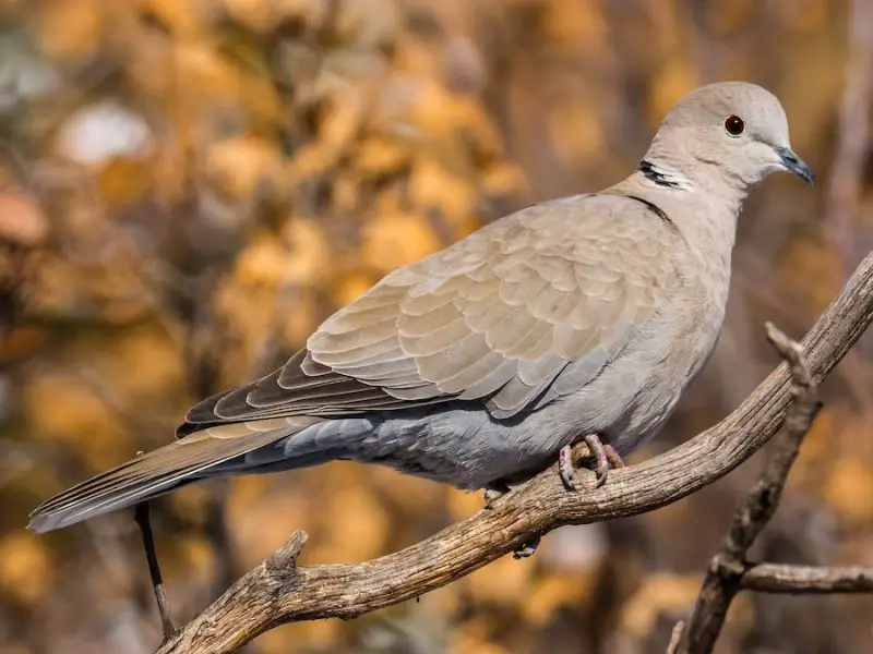 Doves in Indiana