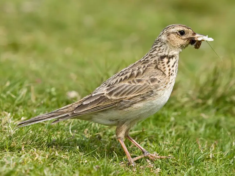 The 3 Recognized Lark Species
