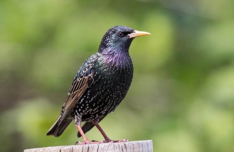 Backyard Birds in Connecticut