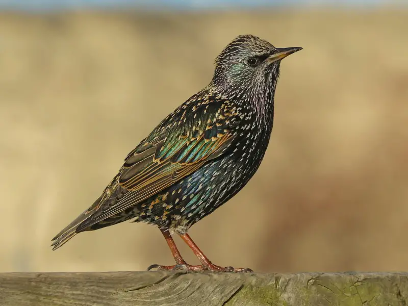 european-starling-800x600-1-2 Common Birds in Pennsylvania