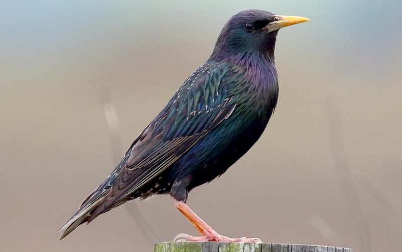 european-starling-sturnus-vulgaris-800x502-1 Common Birds in Indiana