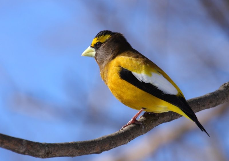 evening-grosbeak-800x565-1 Birds with Yellow Bellies in Texas