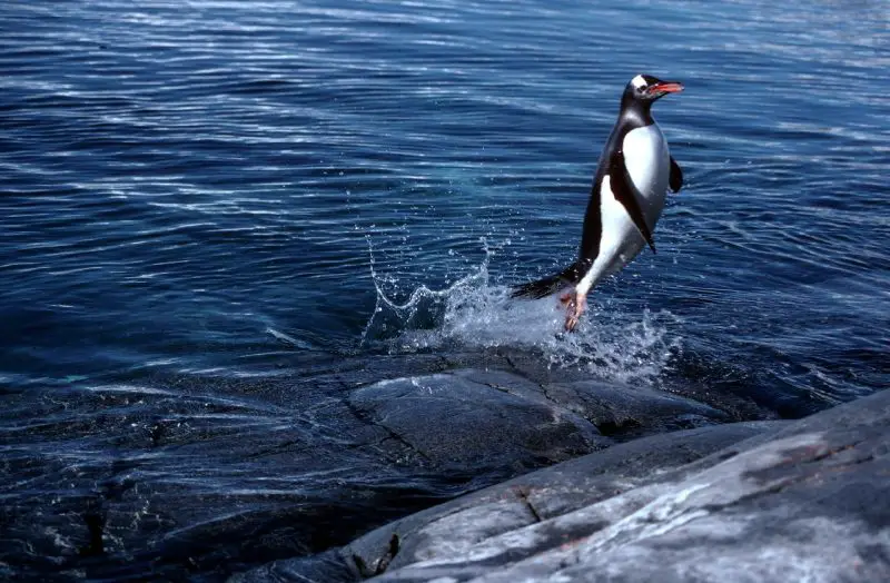 fade7664ef1d15e579beaf69a8d1a50f-800x524-1 18 Species of Penguins in the World