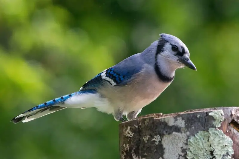 Female Blue Jay