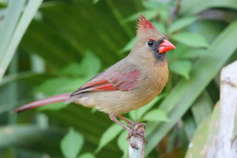 Female Cardinal