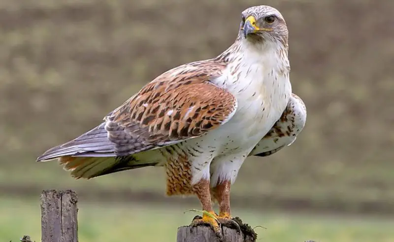 Hawks in Wyoming