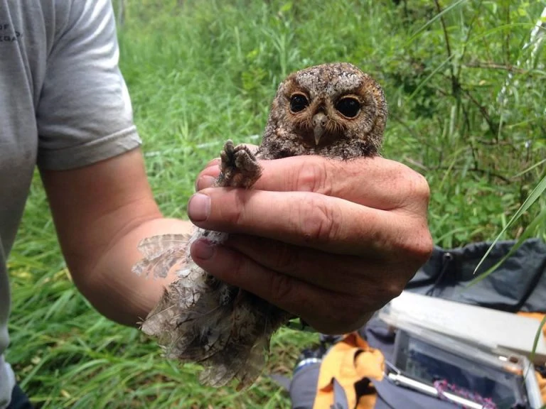 flammulated-owl-768x576-1-1