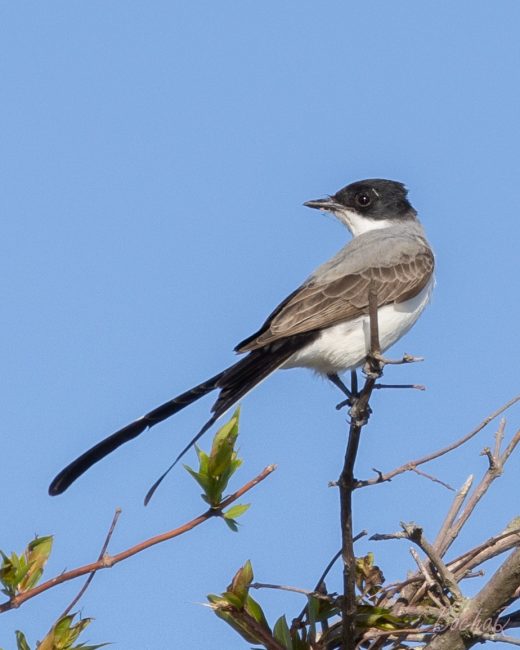 Top 10 Accidental Birds Ever Spotted in Alabama