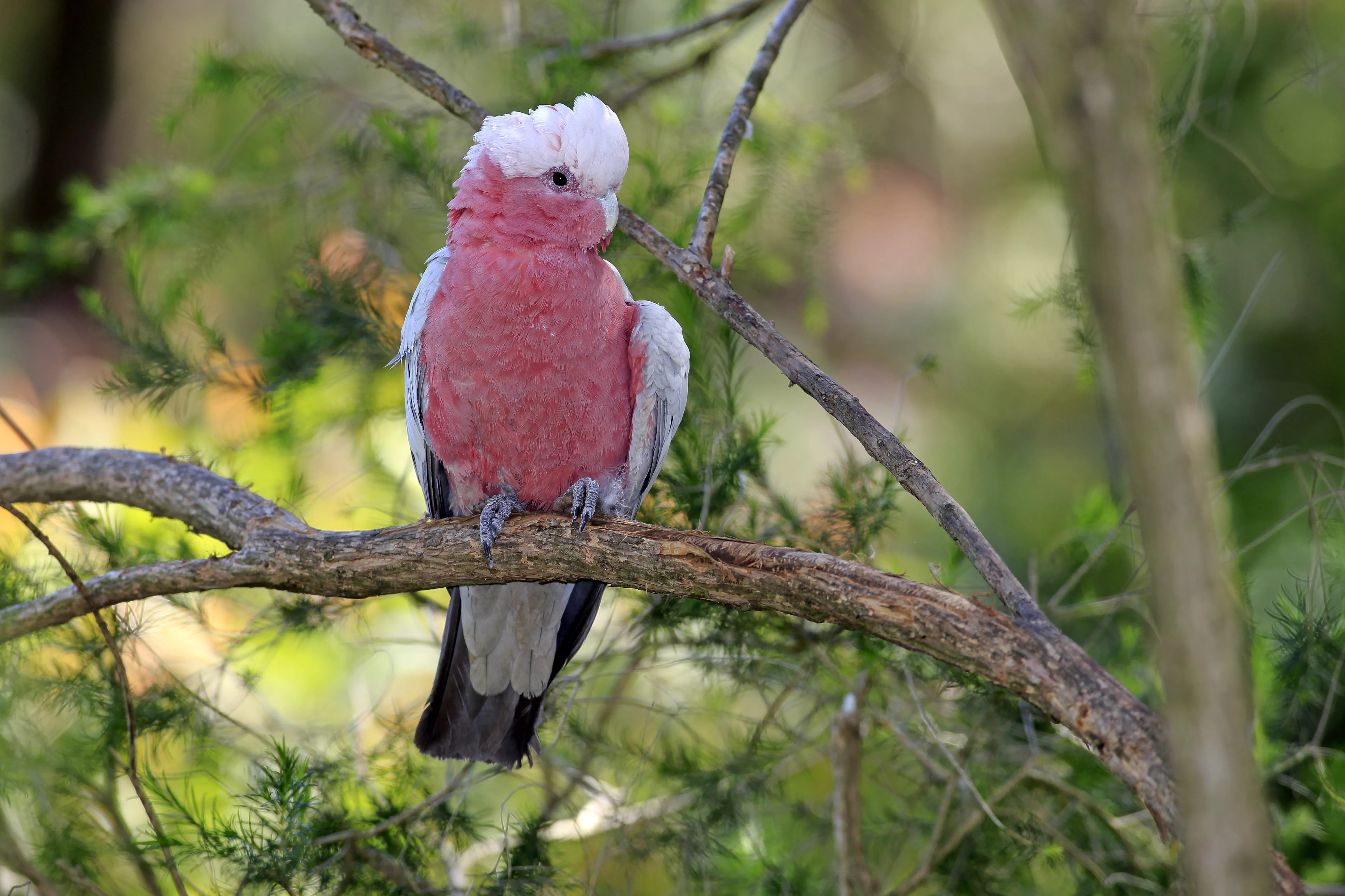Galah -Eolophus roseicapillus-, adult, on perch, Wilsons Promontory National Park, Victoria, Australia