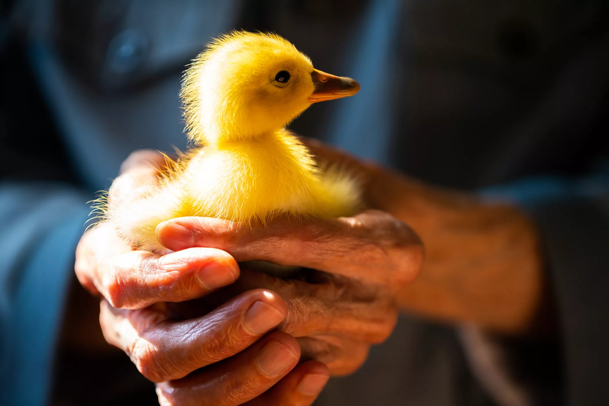Duckling being held by old hands.
