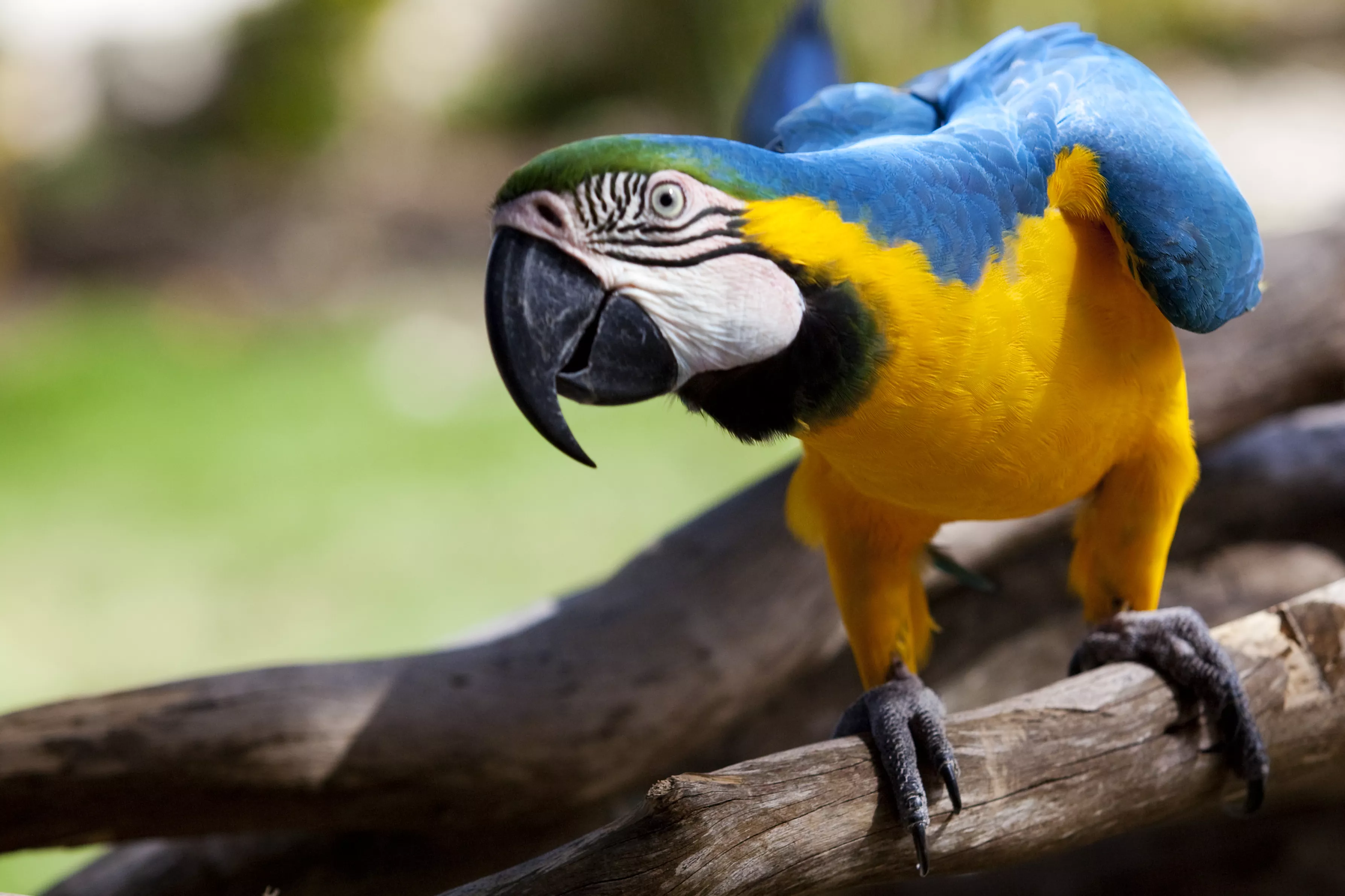 Macaw parrot