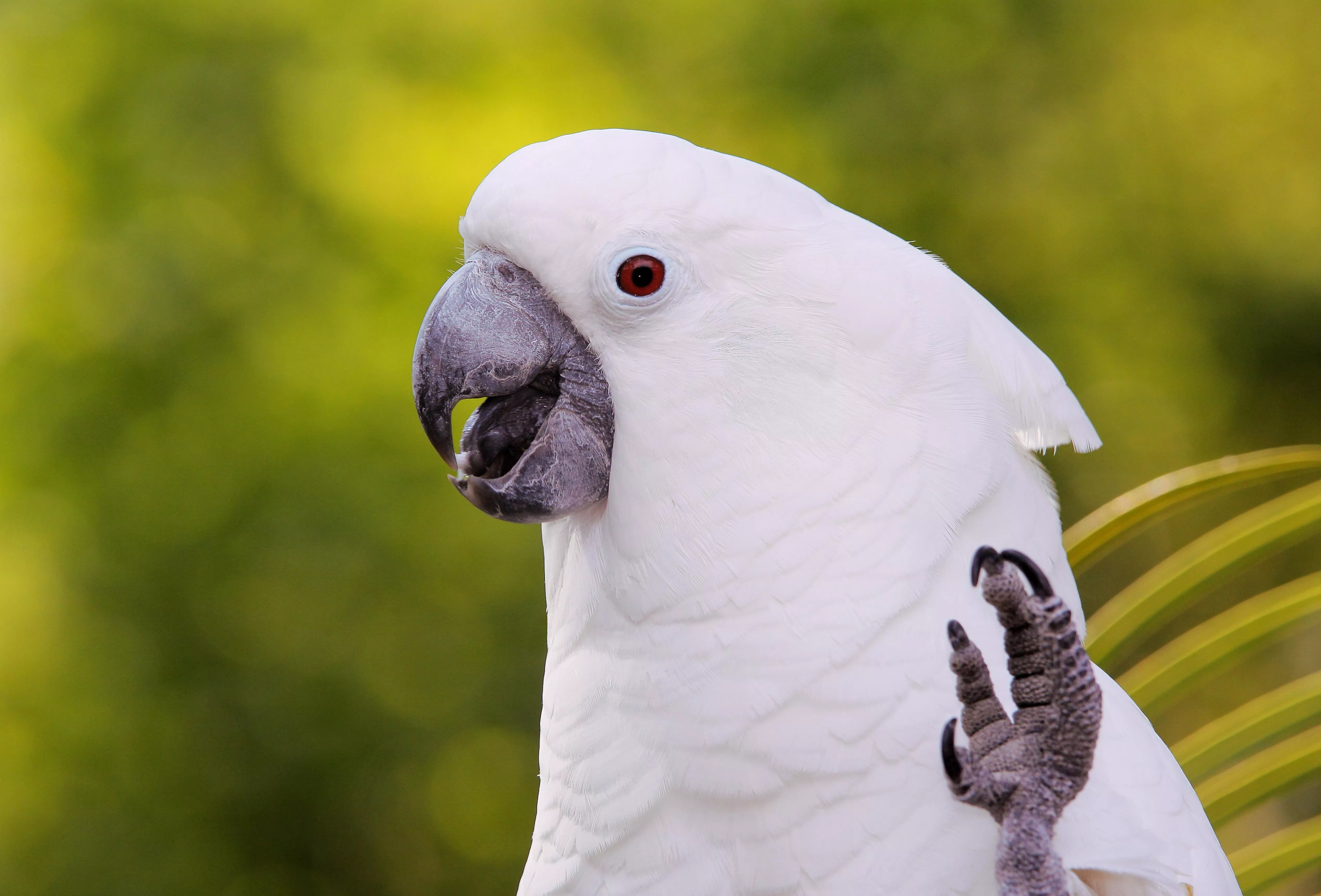 White umbrella cockatoo with its foot raised.