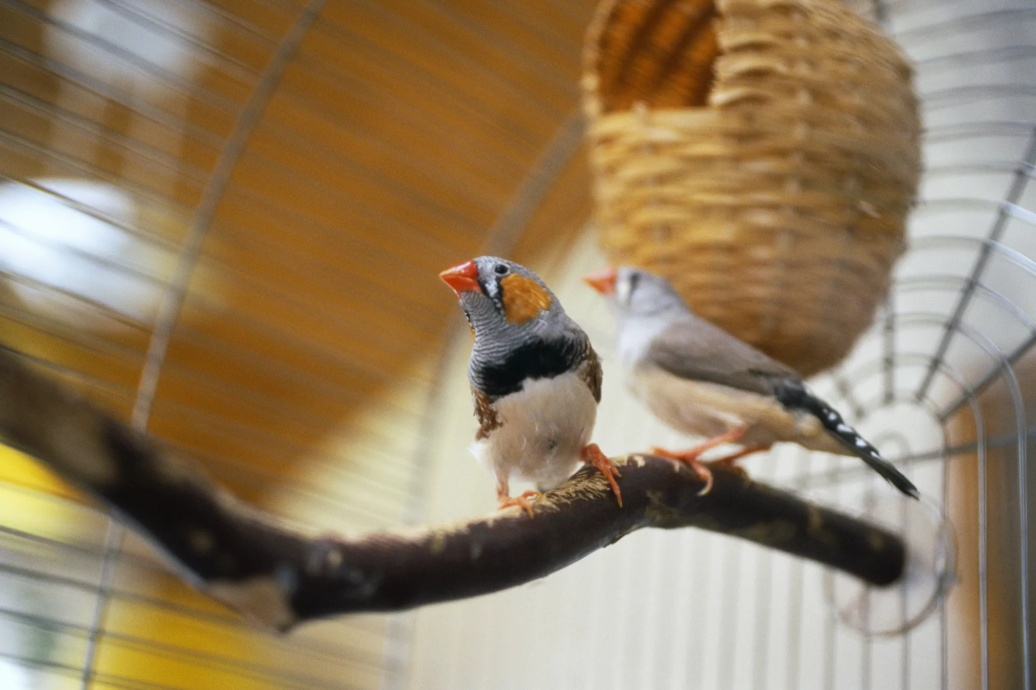 Zebra finch