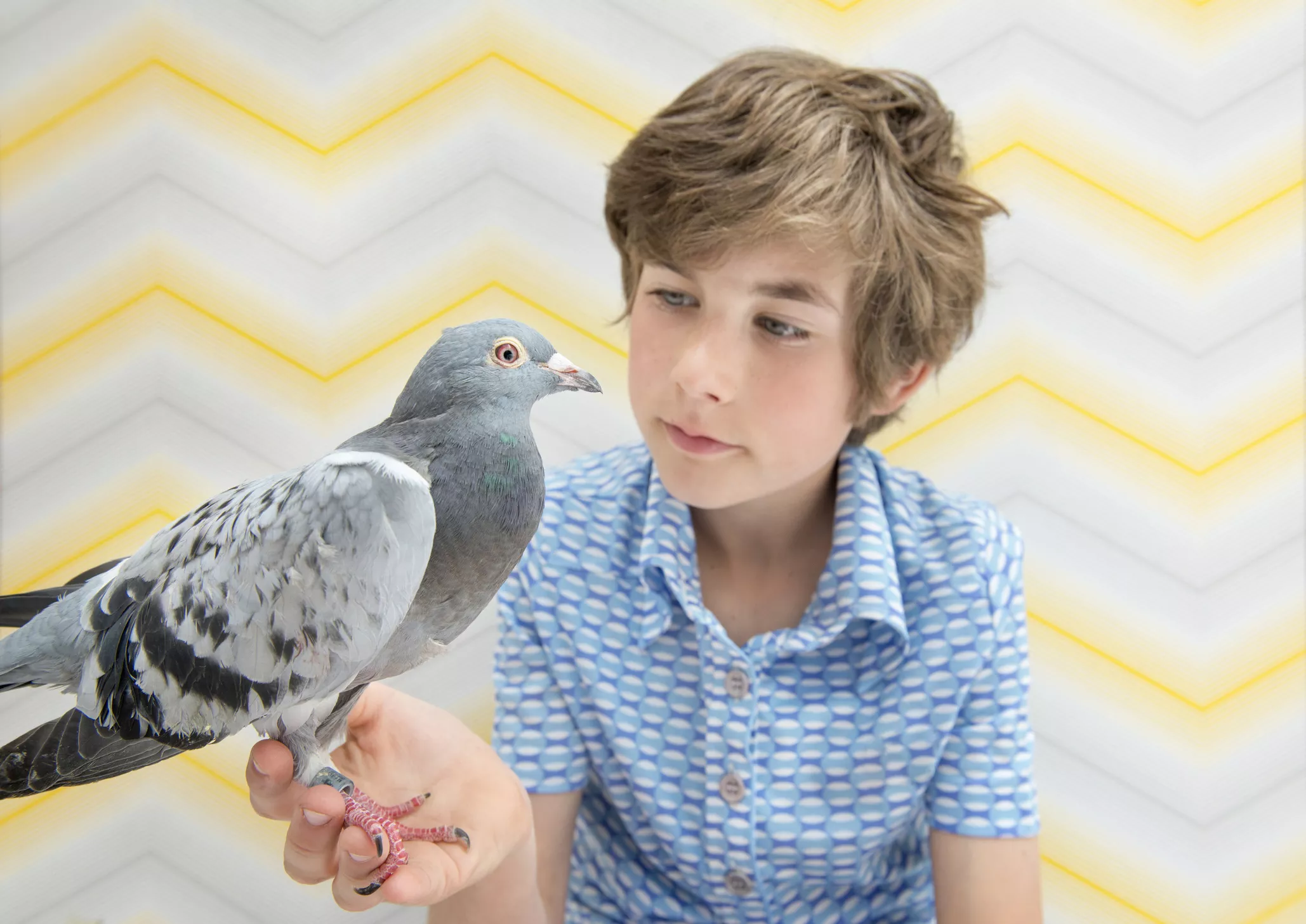 Pigeon in boy's hand