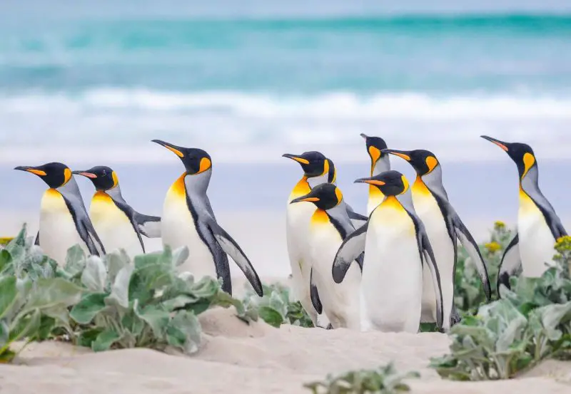 gettyimages-960007644-5b1f1f6e04-800x553-1 18 Species of Penguins in the World