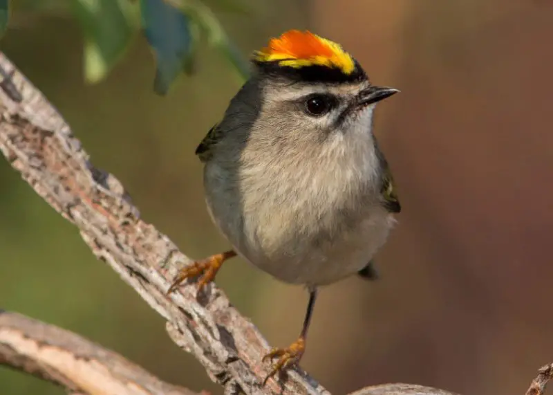 Backyard Birds in Connecticut