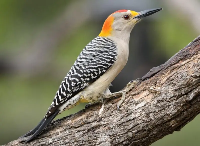 golden-fronted-woodpecker-800x586-1 Birds with Yellow Bellies in Texas