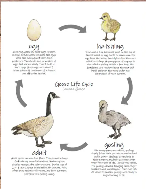 The Complete Life Cycle of a Goose