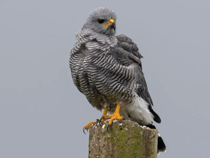 20 Hawks of North America and What’s on Their Menu