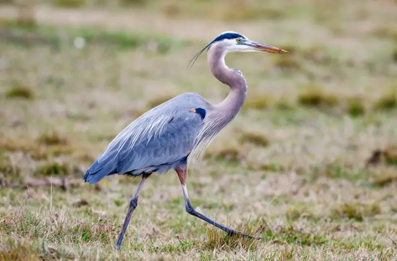 Common Birds in Iowa