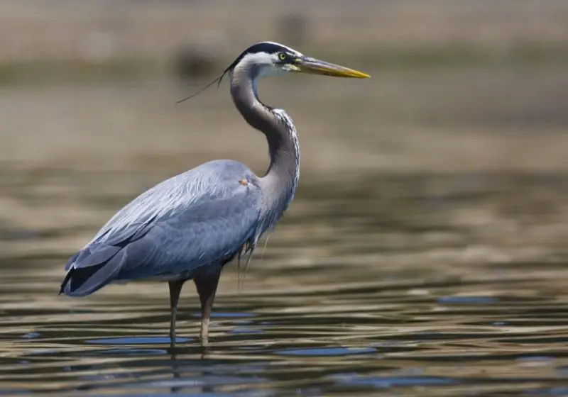 great-blue-heron-ardea-herodias-800x560-1 Common Birds in Indiana