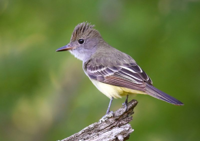 great-crested-flycatcher-800x565-1-3 Common Birds in Pennsylvania