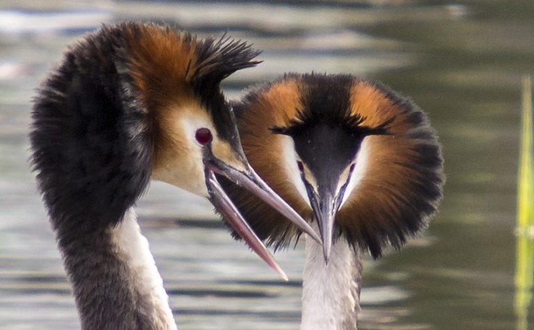great-crested-grebe-2-768x474-5 great-crested-grebe