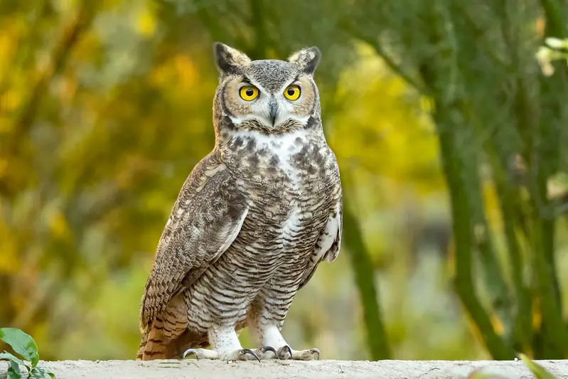 great-horned-owl-bubo-virginianus-1 Common Birds in Indiana