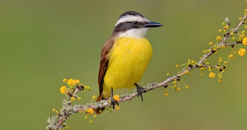 great-kiskadee-800x423-1 Birds with Yellow Bellies in Texas