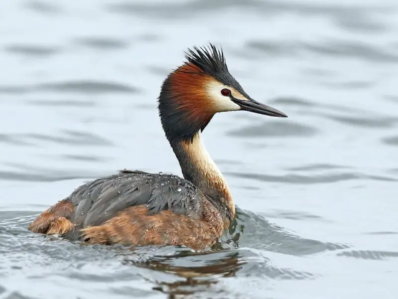 grebes-800x600-2 15 Fascinating Characteristics of Grebes
