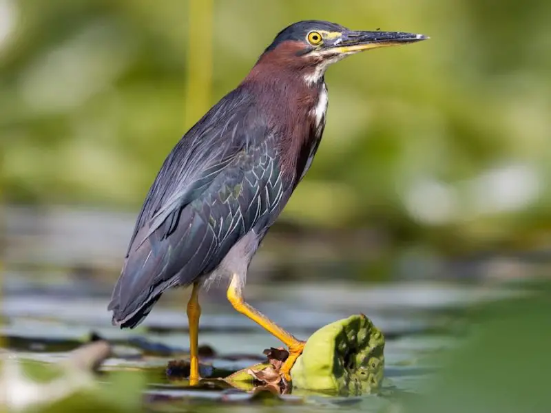 green-heron-butorides-virescens-800x600-1-2 Blue Birds in New Jersey