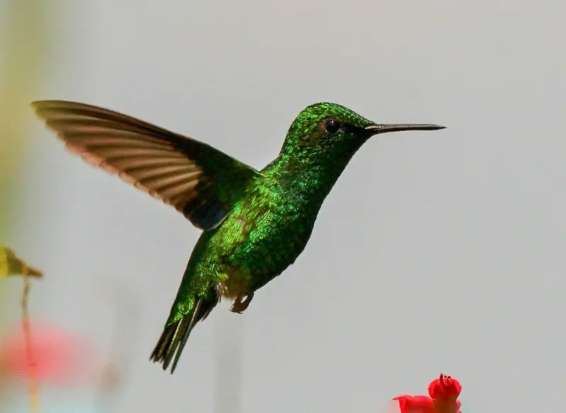 green-tailed-hummingbird Hummingbirds in Texas