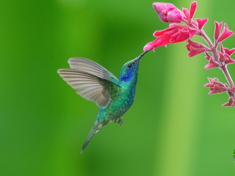 Top 10 Accidental Birds Ever Spotted in Alabama