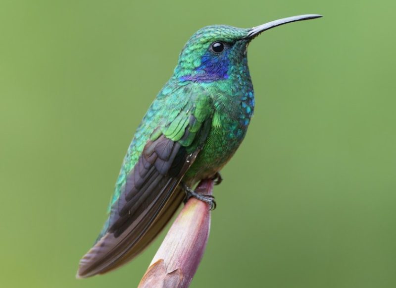 green-violetear-800x581-1 Hummingbirds in Texas
