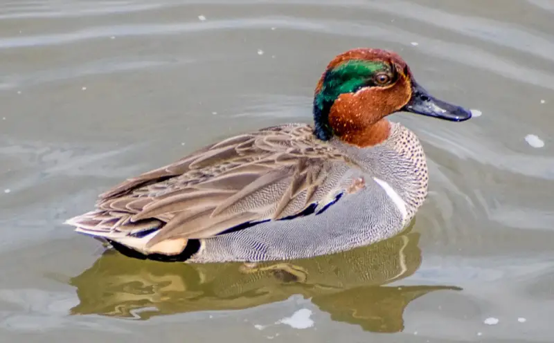 green-winged-teal-800x496-1 Blue Birds in New Jersey