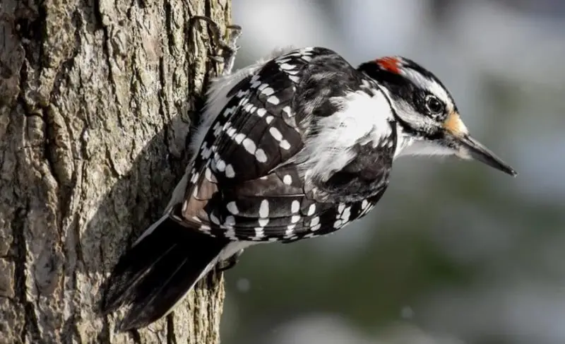 hairy-woodpecker-800x487-1 Common Birds in Indiana