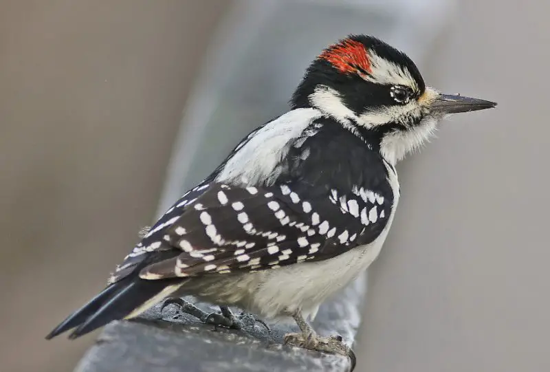 Woodpeckers in Utah