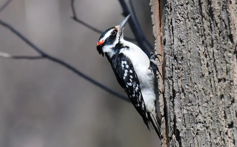 Woodpeckers in Vermont